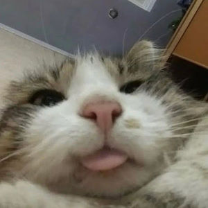 Meet your Posher, Isabella